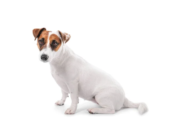 Leuke Grappige Hond Witte Achtergrond — Stockfoto
