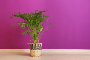 Decorative Areca palm near color wall clipart
