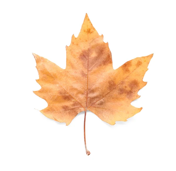 Kolor Jesienny Liść Białym Tle — Zdjęcie stockowe