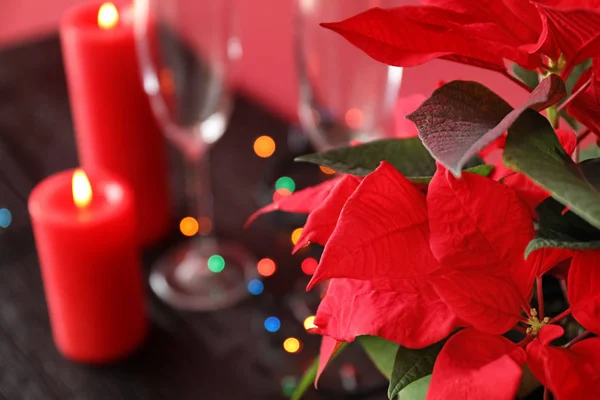 Рождественский Цветок Пуансеттия Крупным Планом — стоковое фото