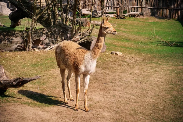 Niedliches Lama Zoologischen Garten — Stockfoto