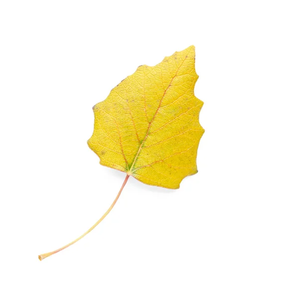 Barevné Podzimní Listí Bílém Pozadí — Stock fotografie