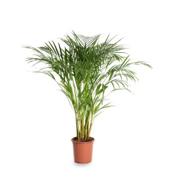 Beyaz arka plan üzerinde dekoratif Areca palm