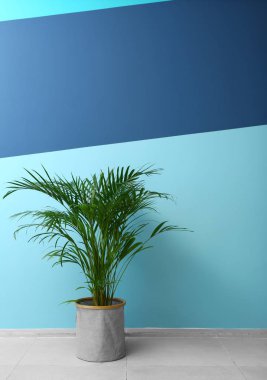 Dekoratif Areca palm renk duvarının yakınında