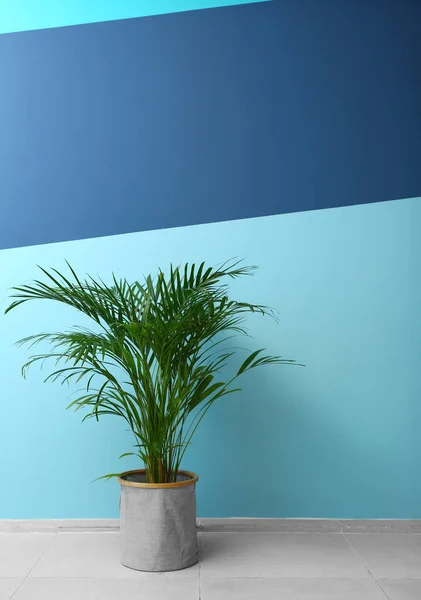 Διακοσμητικά Areca Palm Κοντά Χρώμα Τοίχου — Φωτογραφία Αρχείου