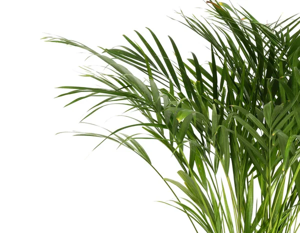 Palma Decorativa Areca Sfondo Bianco — Foto Stock