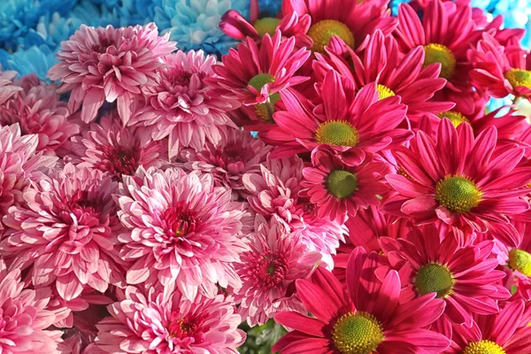 Plenty Beautiful Chrysanthemum Flowers — Stock Photo, Image