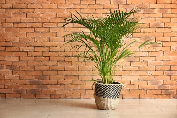 Palma Decorativa Areca Cerca Pared Ladrillo — Foto de Stock