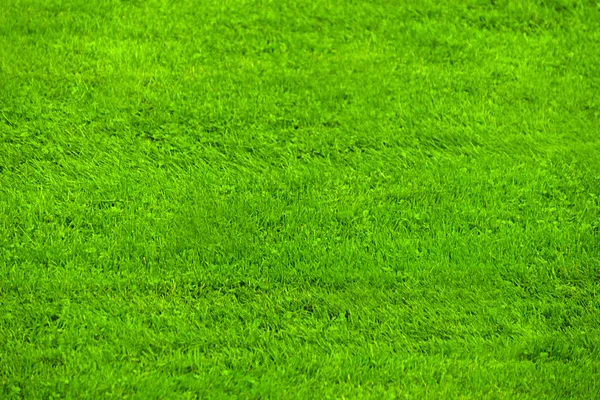 Green Grass Lawn — Stock Photo, Image