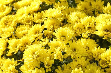 Bir sürü güzel kasımpatı çiçeği