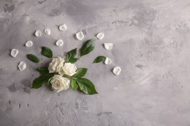 Beyaz güller ve yaprakları gri arka plan üzerinde