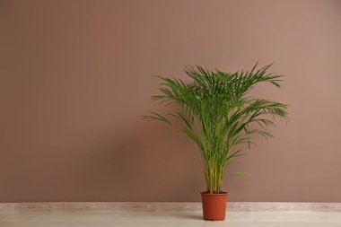 Dekoratif Areca palm renk duvarının yakınında