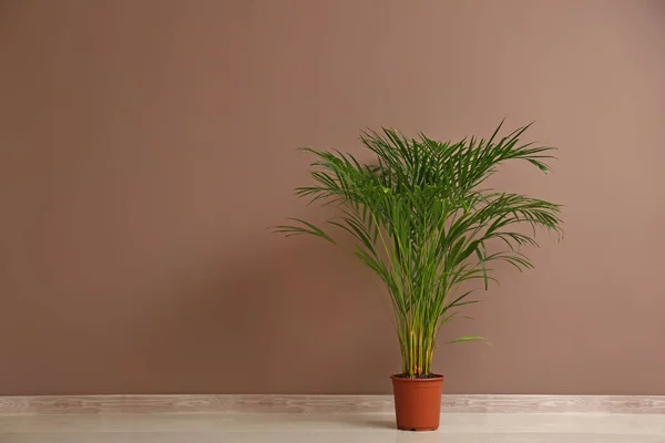 Dekoratif Areca Palm Renk Duvarının Yakınında — Stok fotoğraf