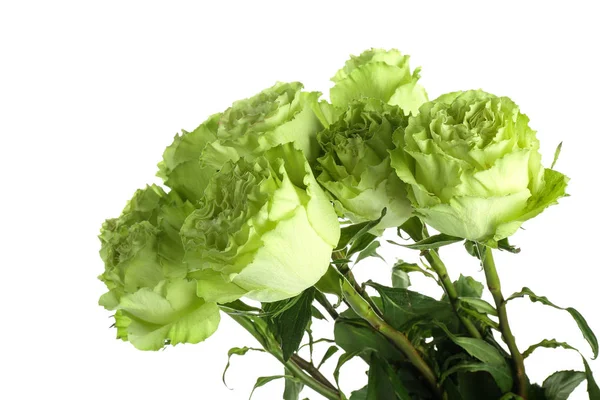 Belo Buquê Rosas Verdes Fundo Branco — Fotografia de Stock