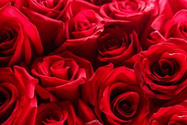 Güzel kırmızı güller, yakın plan.