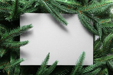 Köknar ağacı dalları ile boş kağıt levha