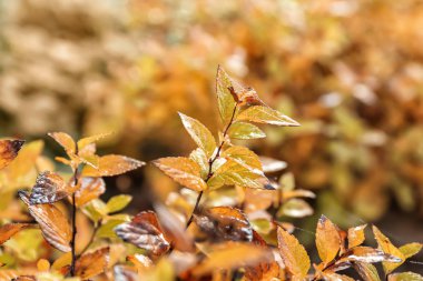 Bush ile renk sonbahar gününde bırakır