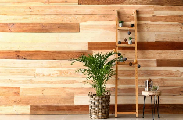 Decorative Areca Palm Interior Room — Stock Photo, Image