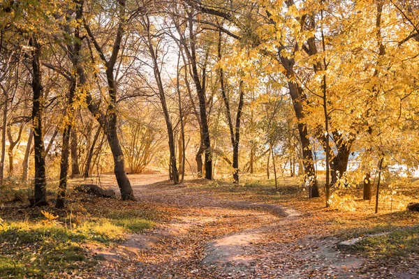 Beautiful Autumn Park Leaves Fallen Ground — Stock Photo, Image