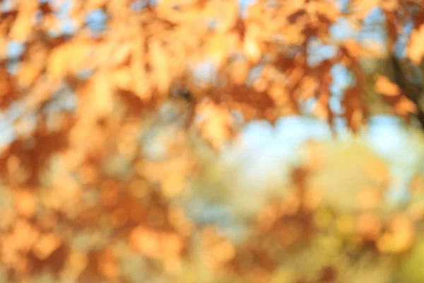 Blurred View Tree Autumn Park Closeup — Stock Photo, Image