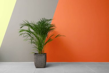 Decorative Areca palm near color wall clipart