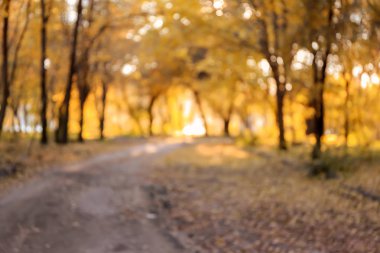 Sonbahar Park bulanık görünüm