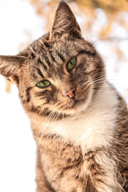 Şirin gri kedi açık havada