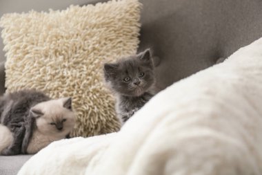 Sevimli küçük yavru kedi evde kanepe