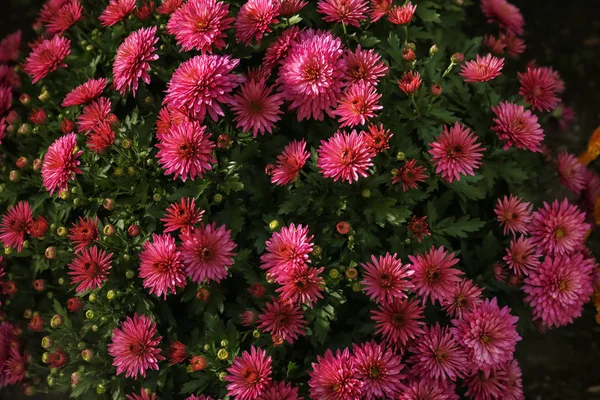 Abundância Belas Flores Crisântemo — Fotografia de Stock