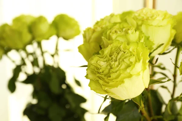 Beautiful Green Roses Closeup — Stock Photo, Image