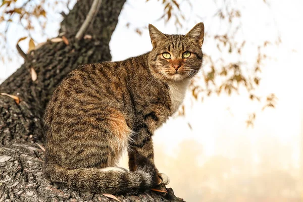 Fotos de O mundo de gatos, Imagens de O mundo de gatos sem royalties