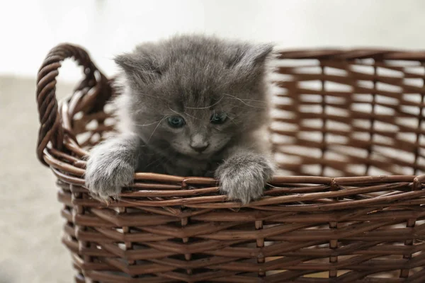 Cute Little Kitten Wicker Basket — Stock Photo, Image