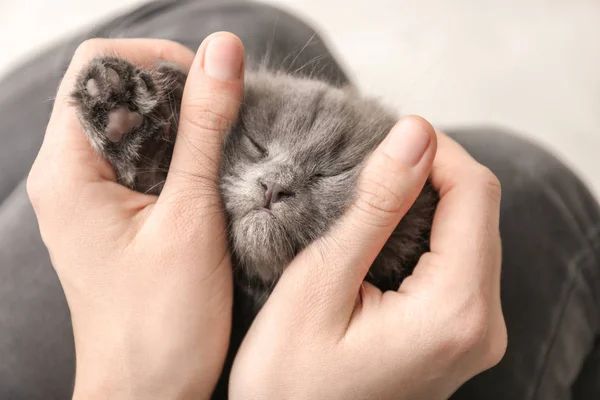 Niedliches Kleines Kätzchen Mit Herrchen Hause Nahaufnahme — Stockfoto