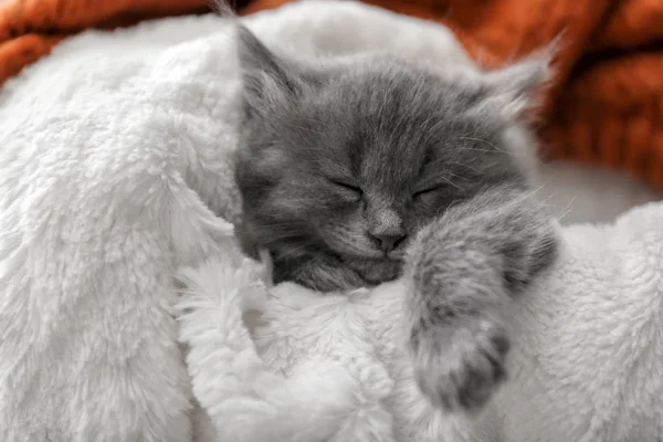 Bonito Pouco Gatinho Descansando Macio Xadrez — Fotografia de Stock