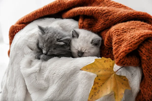Niedliche Kleine Kätzchen Ruhen Auf Weichem Plaid — Stockfoto