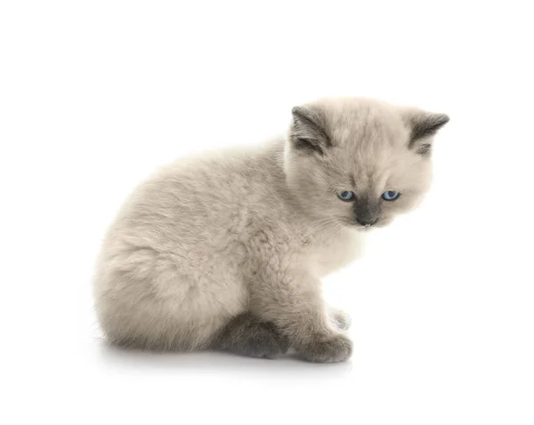 Cute little kitten on white background