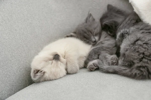 Lindos Gatitos Descansando Sofá Casa — Foto de Stock