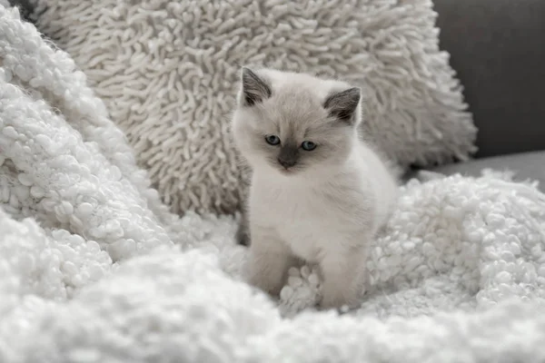 Gatinho Bonito Sofá Casa — Fotografia de Stock