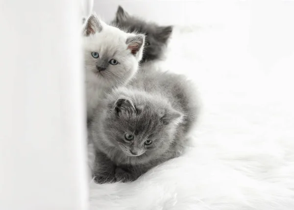 Niedliche Kleine Kätzchen Auf Der Fensterbank — Stockfoto