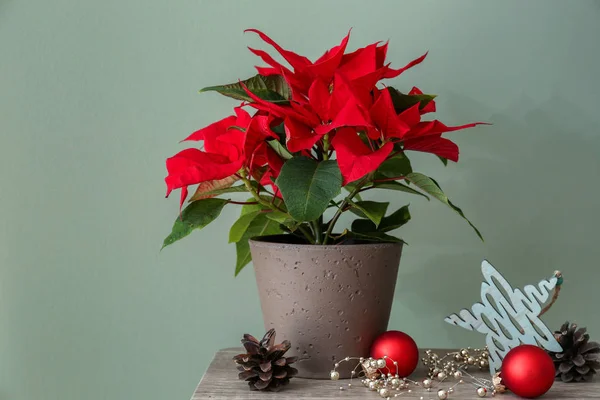 靠近彩色墙的木桌上的圣诞花一品红 — 图库照片