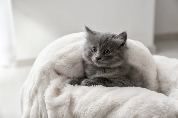 Gatinho Bonito Xadrez Macio — Fotografia de Stock