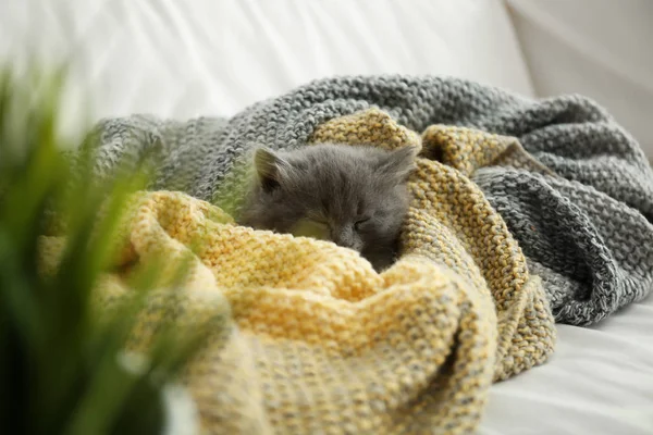 Cute Little Kitten Resting Plaid Home — Stock Photo, Image