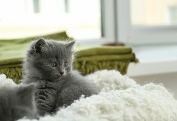 自宅の格子縞のかわいい子猫 — ストック写真