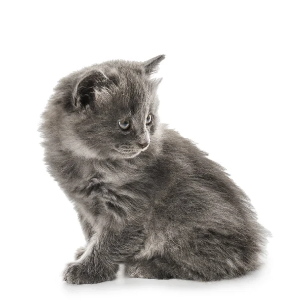 Schattig Klein Katje Witte Achtergrond — Stockfoto