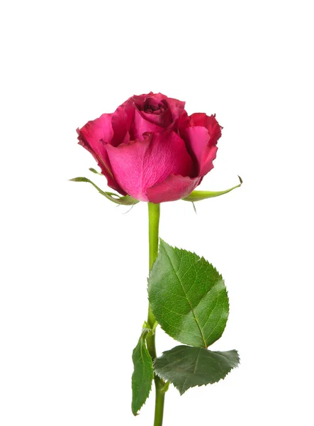 Beautiful Rose White Background — Stock Photo, Image