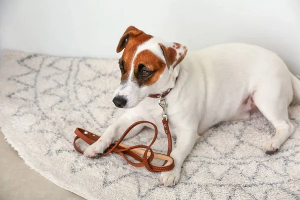 Lindo Jack Russell Terrier Acostado Alfombra Cerca Puerta Casa — Foto de Stock