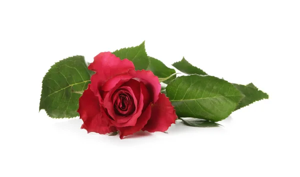 Beautiful Red Rose White Background — Stock Photo, Image