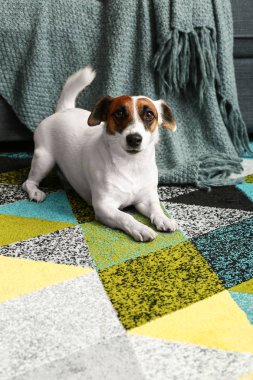 Şirin kriko Rusya korkunç evde