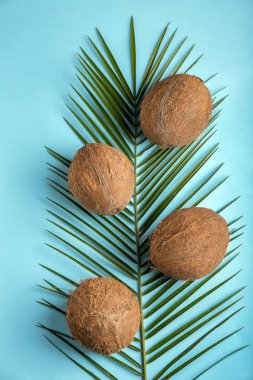 Olgunlaşmış hindistancevizi ve palmiye yaprağı renk arka plan üzerinde