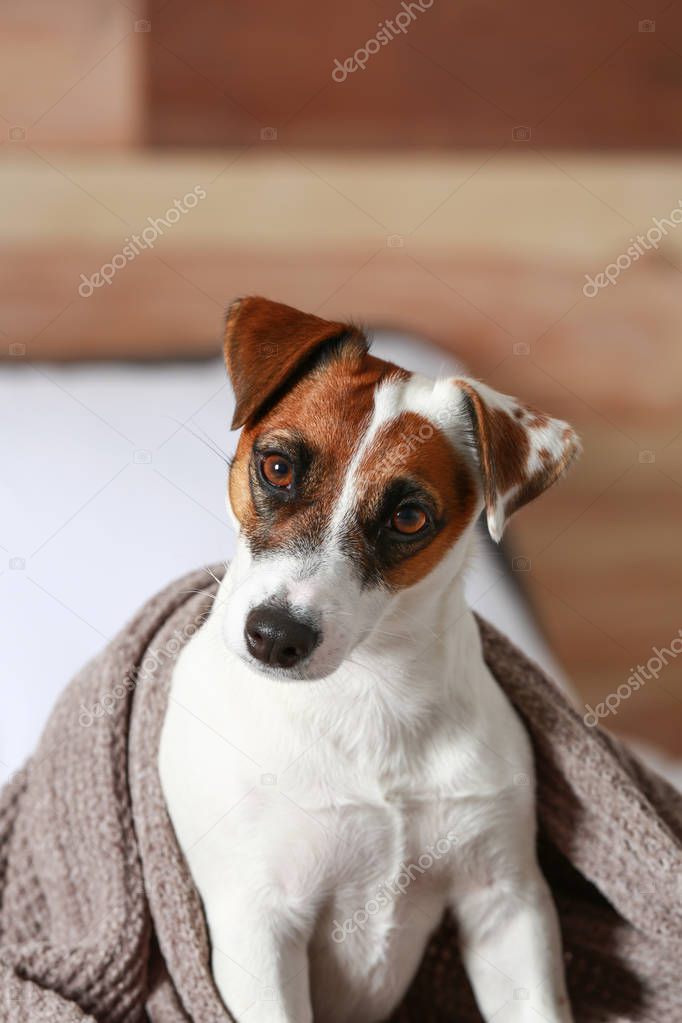 Cute Jack Russell terrier on bed at home